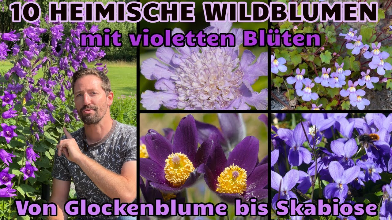 Lila: Top10 heimische Blumen mit violetten Blüten für den Naturgarten Von Glockenblume bis Skabiose
