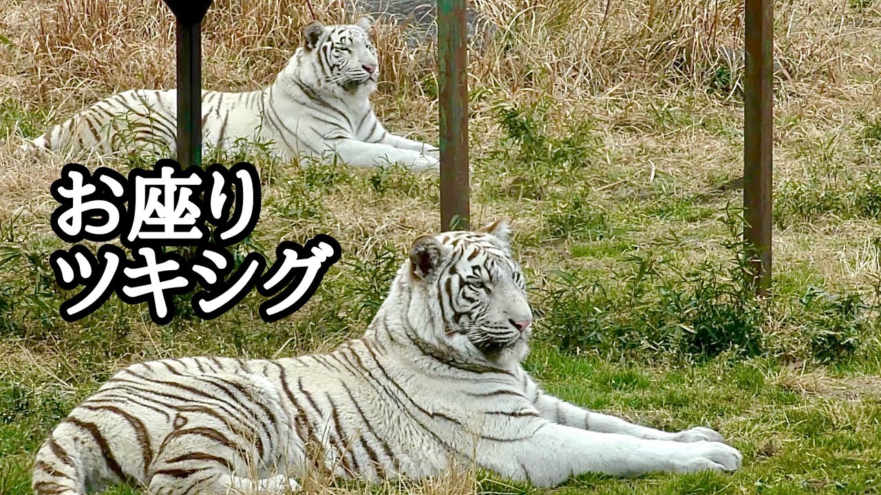 ホワイトタイガー　月と時雨　のんびりと座り込んでいます【伊豆アニマルキングダム】White tiger Tsuki Shigure Izu Animal Kingdom 