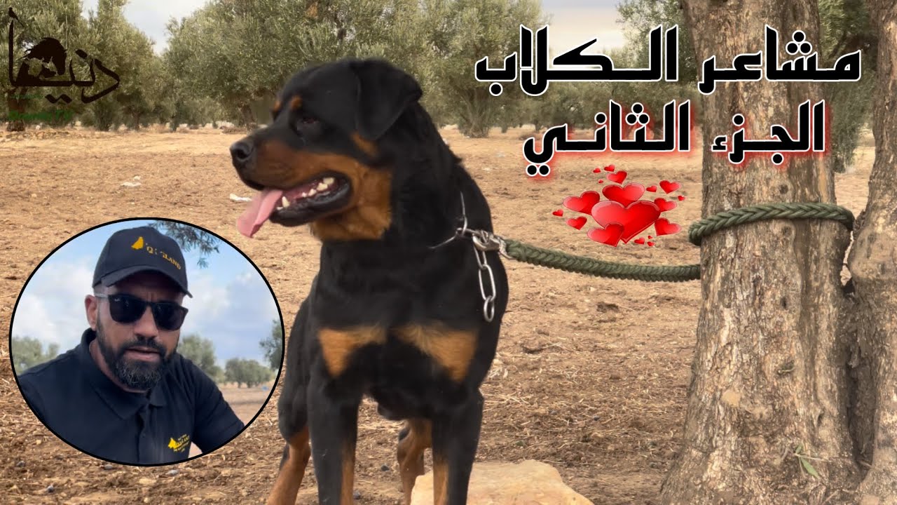المشاعر عند الكلاب في الجزء الثاني مع المربي والمروض محمد أمين شعيب | مروضو المستقبل من قلب بلعباس