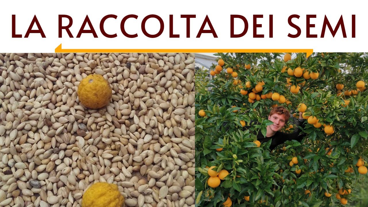AGRUMI, DAL SEME AL FRUTTO: LA RACCOLTA DEI SEMI - AGRUMI LENZI