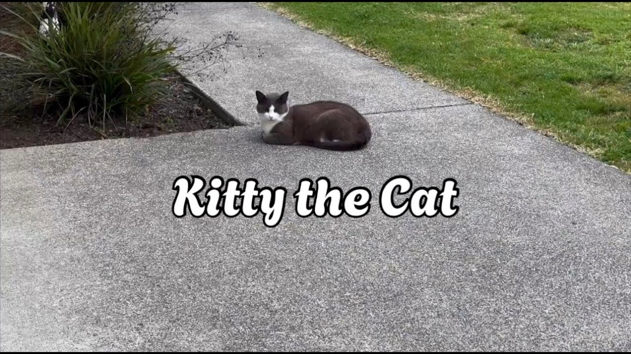 Kitty’s Relaxation & Fun play 🐱