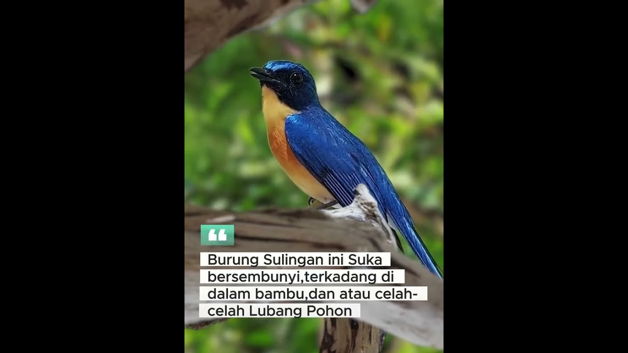 Burung Sulingan Gunung #kicaumania