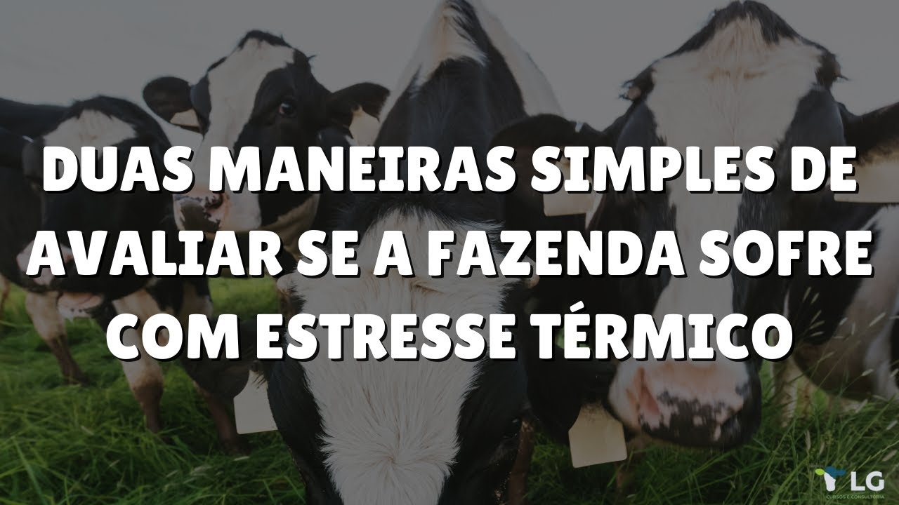 Duas maneiras simples de avaliar se a fazenda sofre de estresse térmico