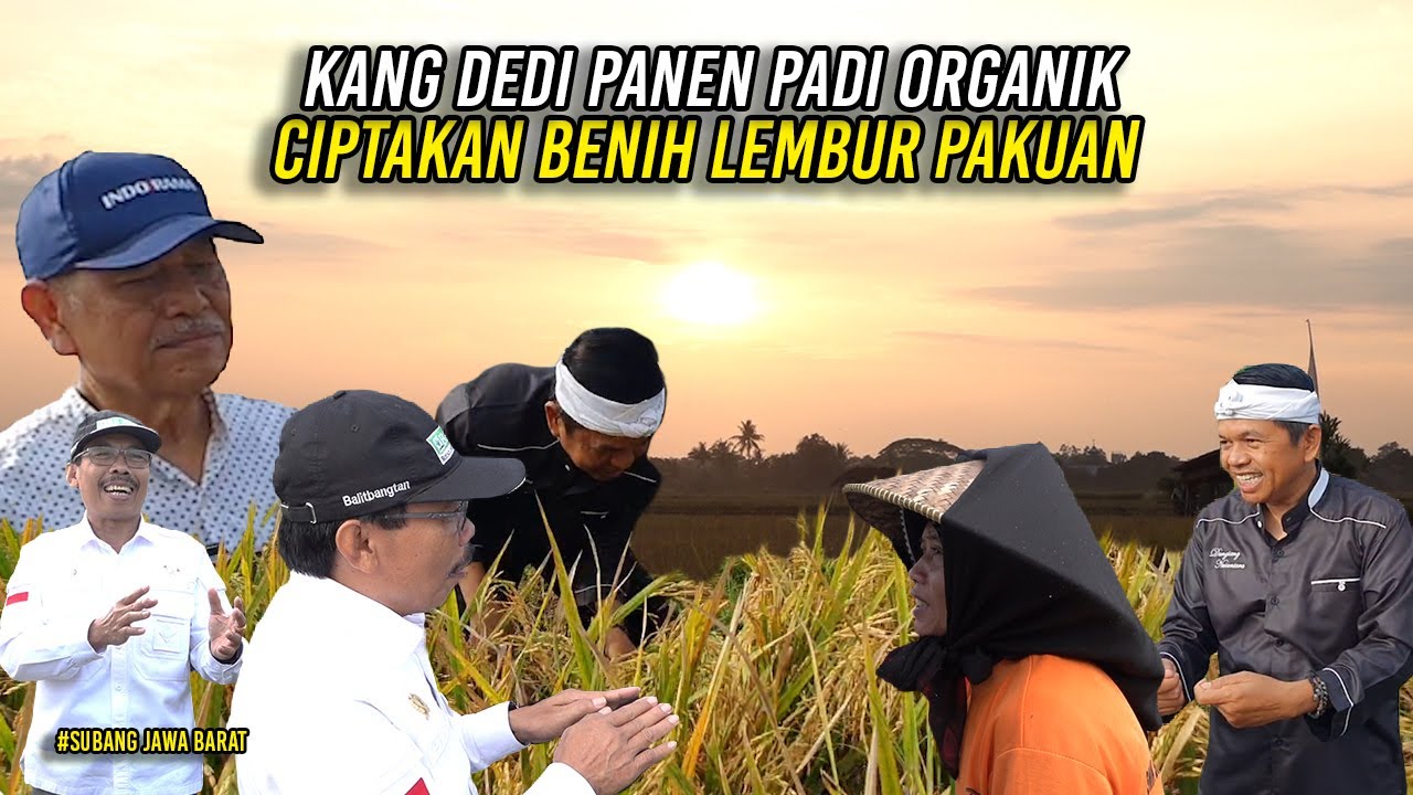 BERKAT KEGIGIHAN MANG ASWIN-KANG DEDI PANEN PADI ORGANIK-CIPTAKAN BENIH LEMBUR PAKUAN