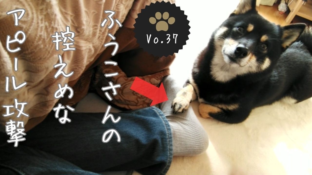 ふうこさんの控えめなアピール攻撃