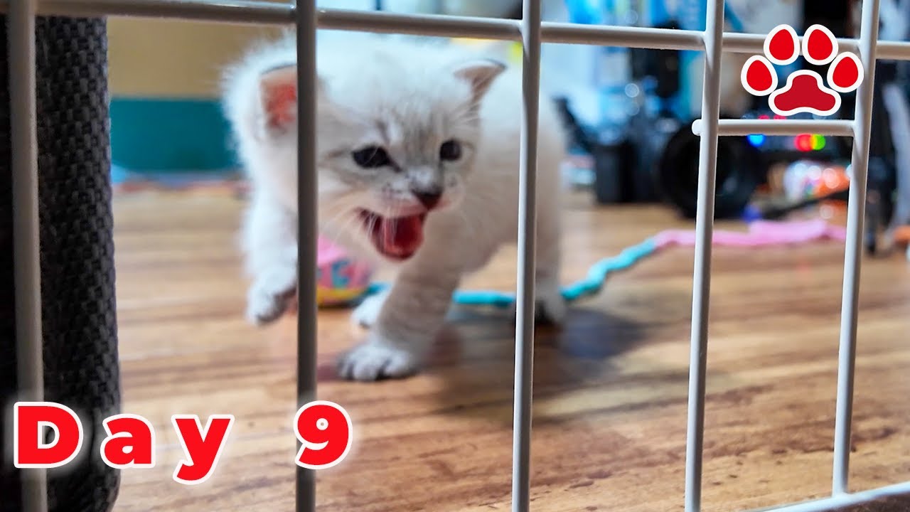 【День 9】Котенок настороженно относится к Миэль! 30 раундов запугивания при первой встрече