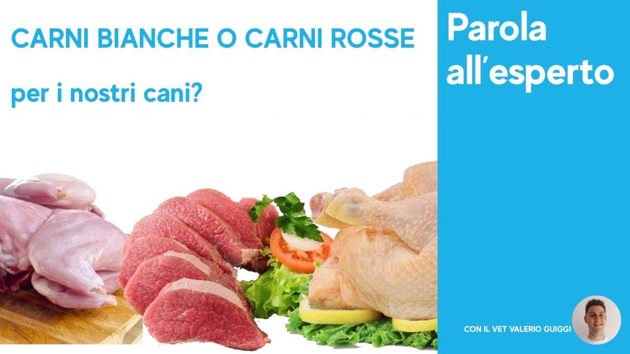 Carni bianche o carni rosse per l'alimentazione dei cani?