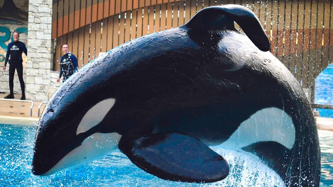 Orca Encounter (Full Show) [8/27/25 6:30 PM)