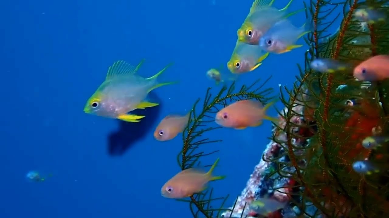 Anilao Diving And Photography || COLOR OF NATURE || Anilao