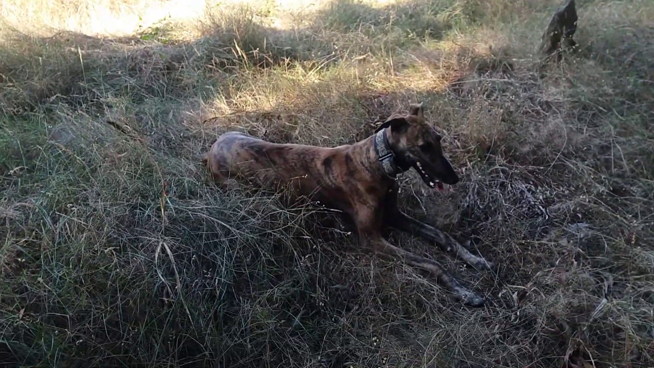 Galgo en el faro C. L&eacute;vrier au phare C. Greyhound running at Faro C.