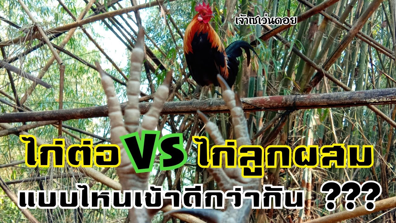 ไก่ต่อกับไก่ลูกผสม อะไรเข้าดีกว่ากัน??? [ SevenDoY ]