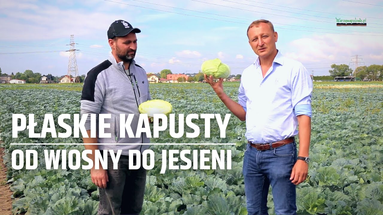 Płaskie kapusty od wiosny do jesieni