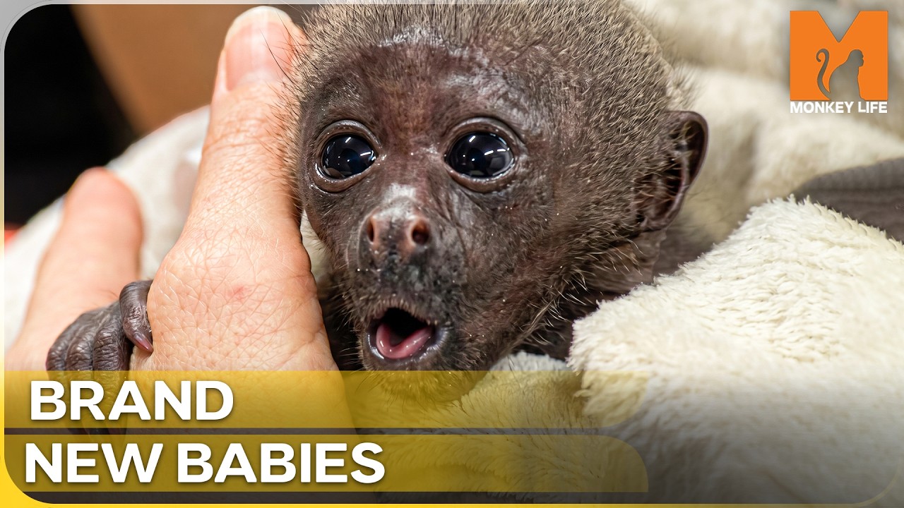 Welcome To The World! The Cutest Primate Newborns | Monkey Life