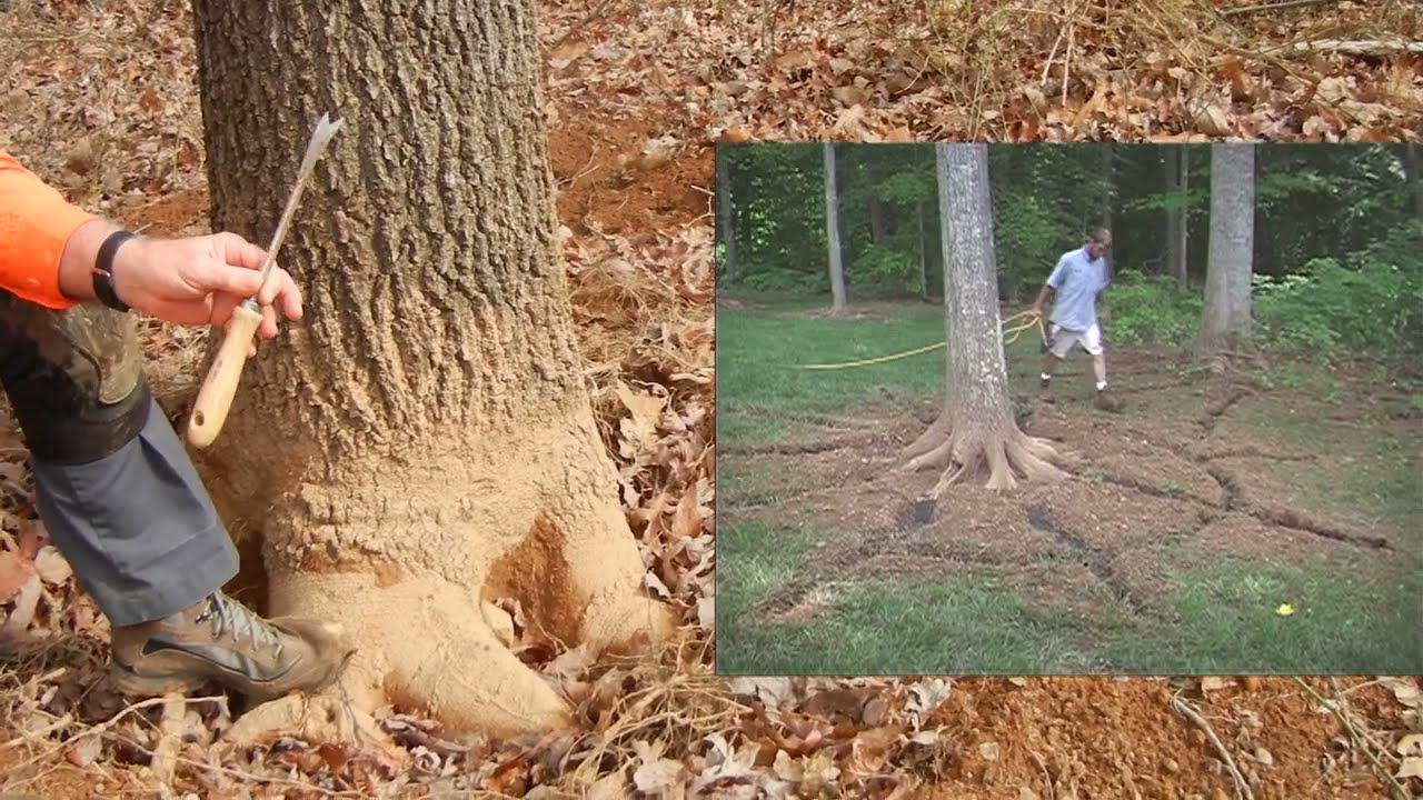 Root Collar Excavation 1.6: Root of the Problem