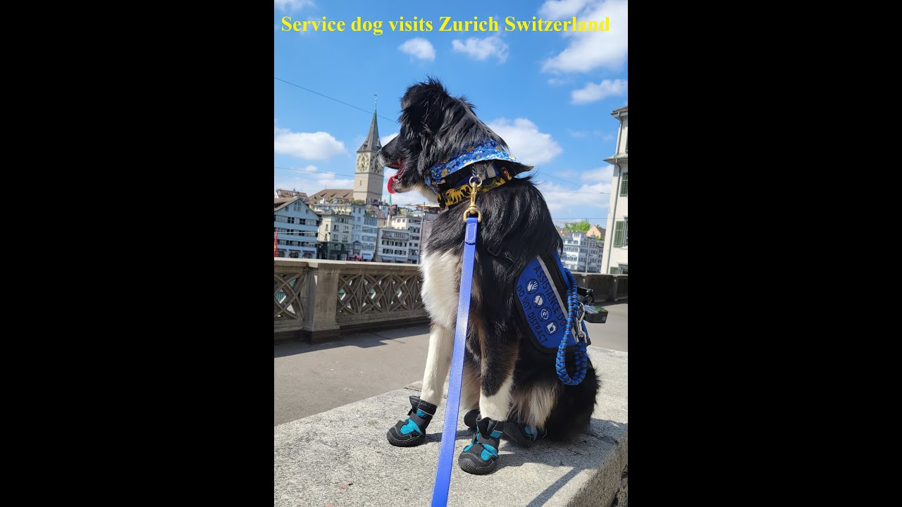 Service dog visits Zurich Switzerland / service dog rides cable car, visits university, churches