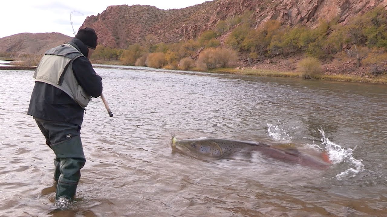 Pecanje tajmena u Mongoliji na reci Selengi II deo | Fishing big taimen in Mongolia river Selenga 2