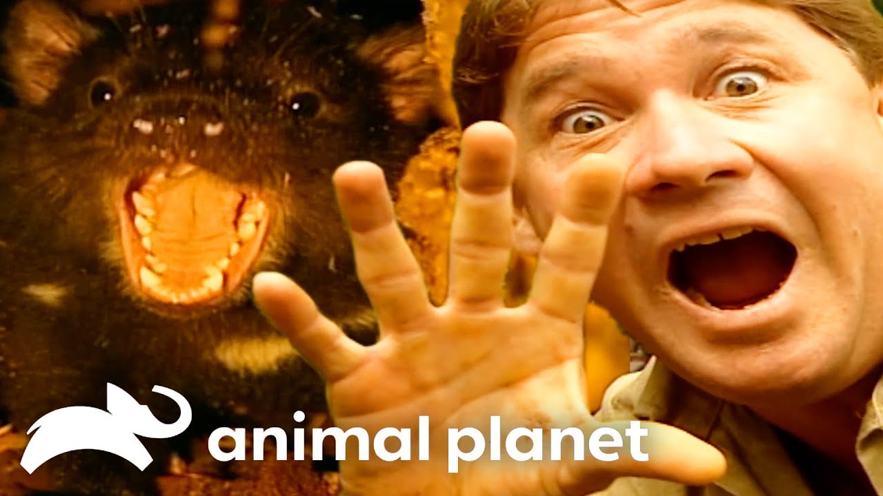 Steve Handles Tasmanian Devils | The Crocodile Hunter | Animal Planet