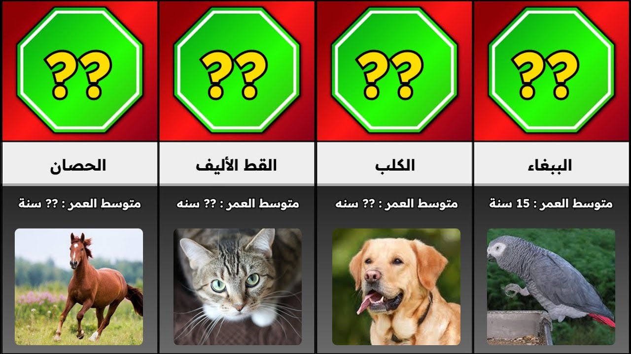 🦁 كم سنة تعيش الحيوانات؟ حقائق مدهشة ستفاجئك! 🐢