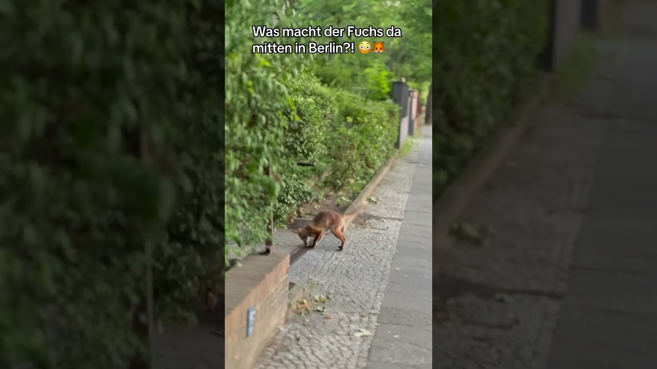 Springt einfach hoch und runter auf der Stra&szlig;e &ndash; komplett verr&uuml;ckt!