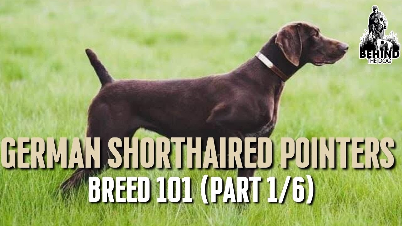 LEARN everything about German Shorthaired Pointers - Episode 1/6