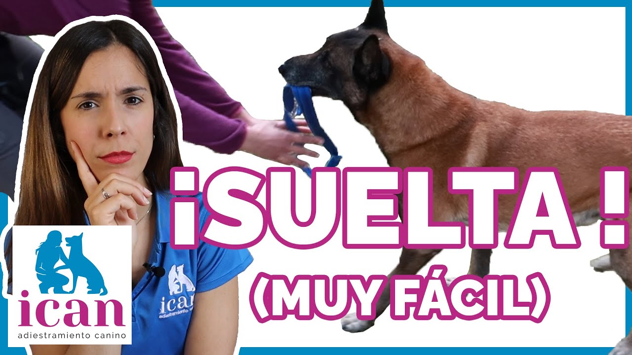 ENSEÑAR a un PERRO a SOLTAR  | Adiestramiento Canino