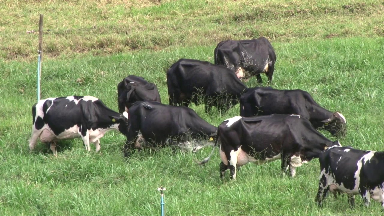RANCHO DO ODILONZINHO - CHÁCARA (MG) - GIROLANDO