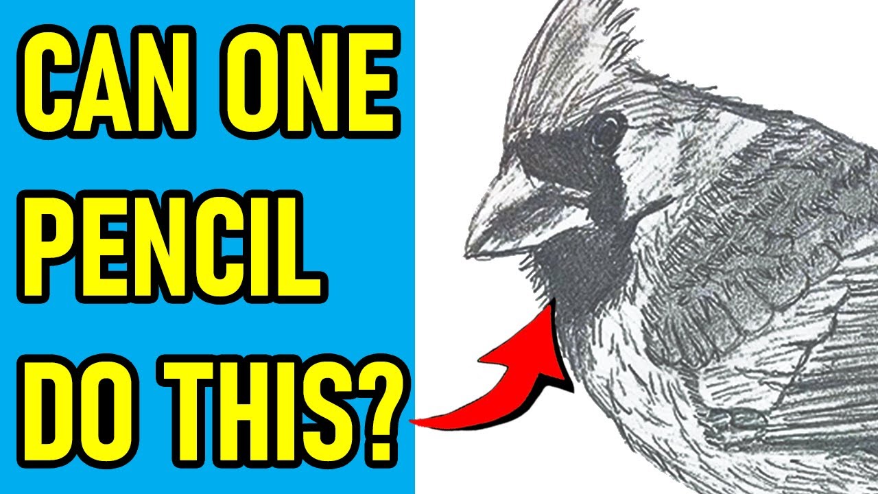 Staedtler Mars Lumograph 2B Pencil Test | Drawing a Detailed Cardinal - Worth It? ✍️🐦