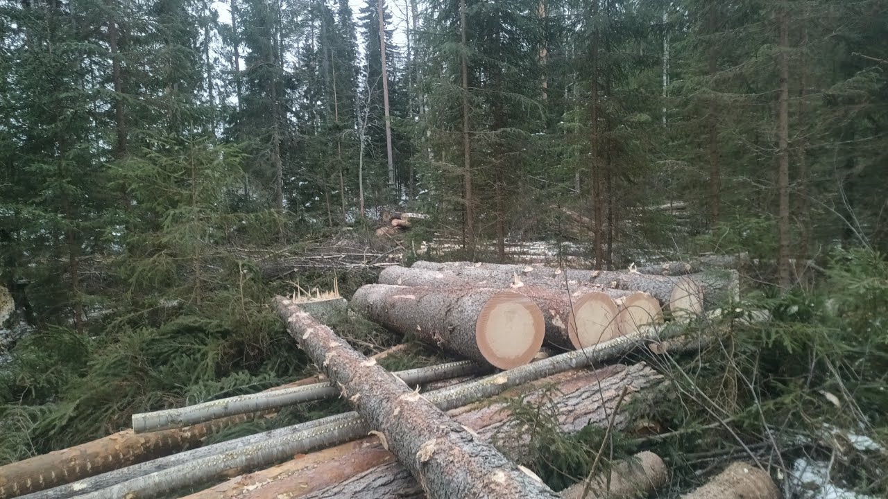 Liian myöhään venytetty ylispuuhakkuu. Ei ole työnjäljessä kehumista.