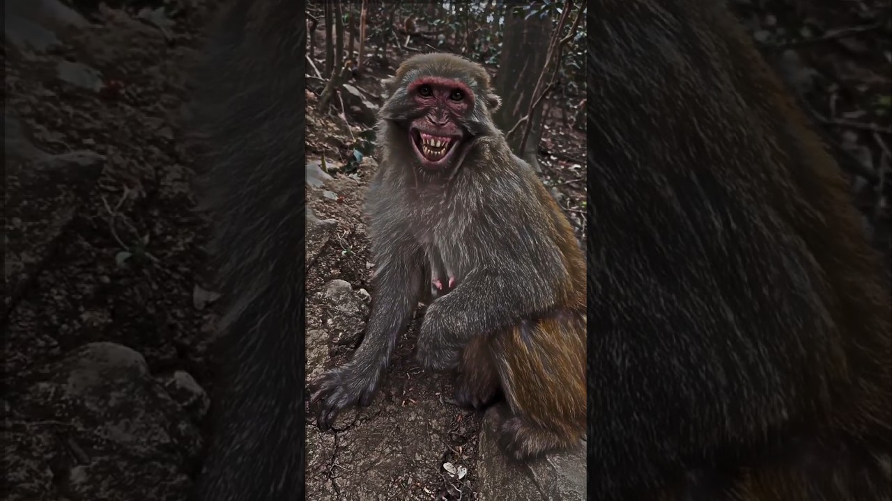 cut Badur #viral #animals #funny