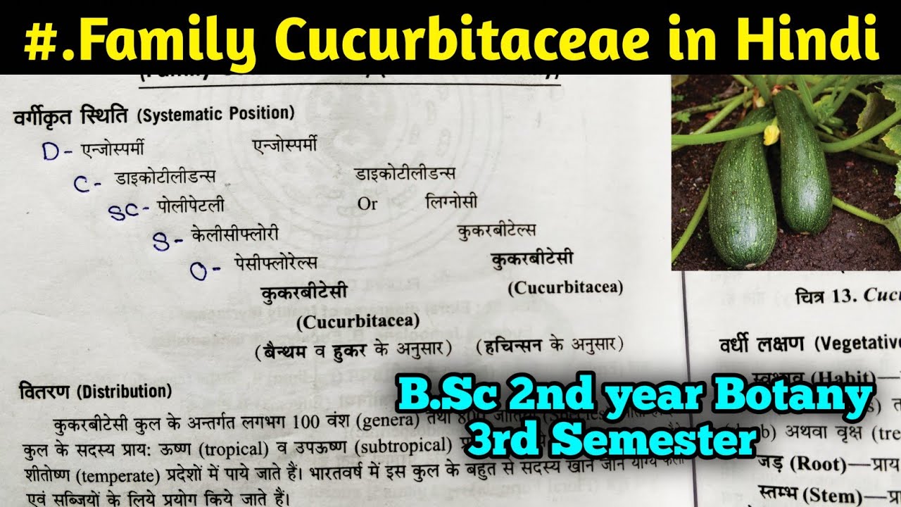Family Cucurbitaceae in Hindi || BSc Second year Botany third Semester