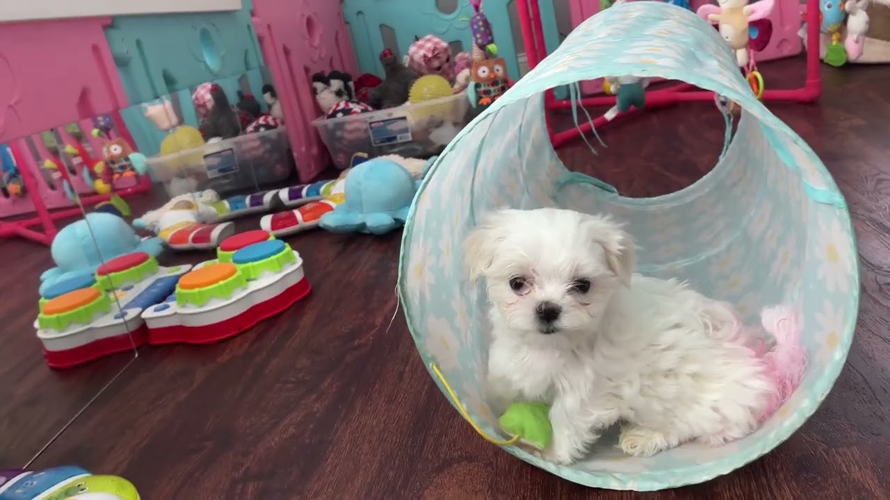 Healthy Puppies!  Passed Their Health Exam!  Thriving and Loving Life!  1 Boy Available.