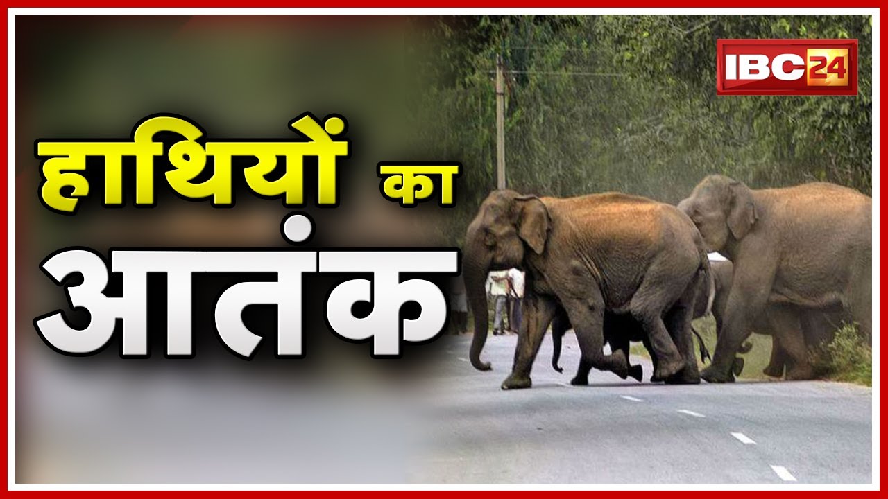 Pendra Elephant News : Marwahi के Katra Village में हाथियों का आतंक