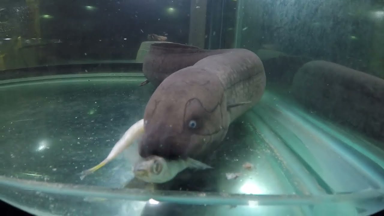 Table manners tutorial for savoring delicious Peru smelt... for lungfish by Louie SA lung 2.5ft/75cm