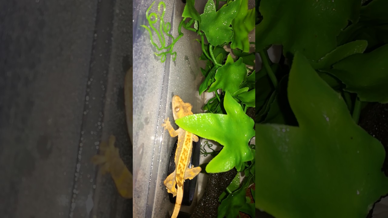 Wimpergekko drinkt water