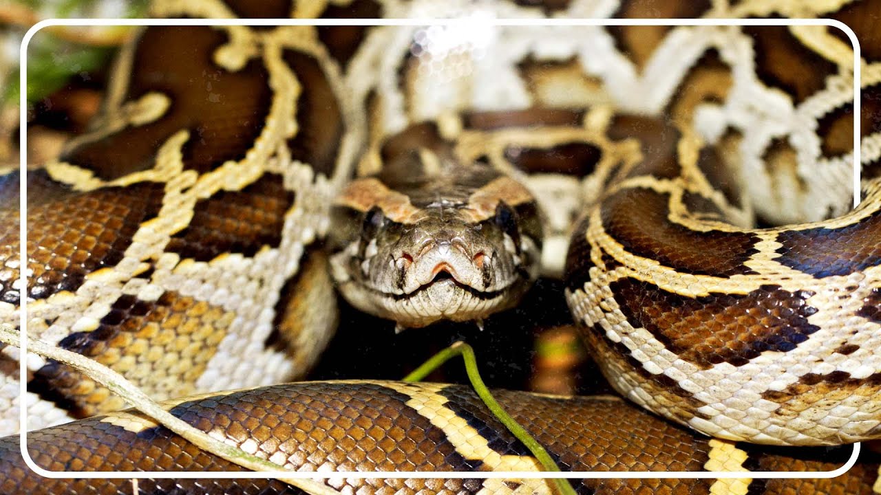 Chasing Giants: Python Hunters In The Everglades & Puerto Rico