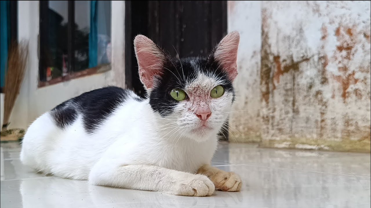 Adorable cat, she is beautiful and cute