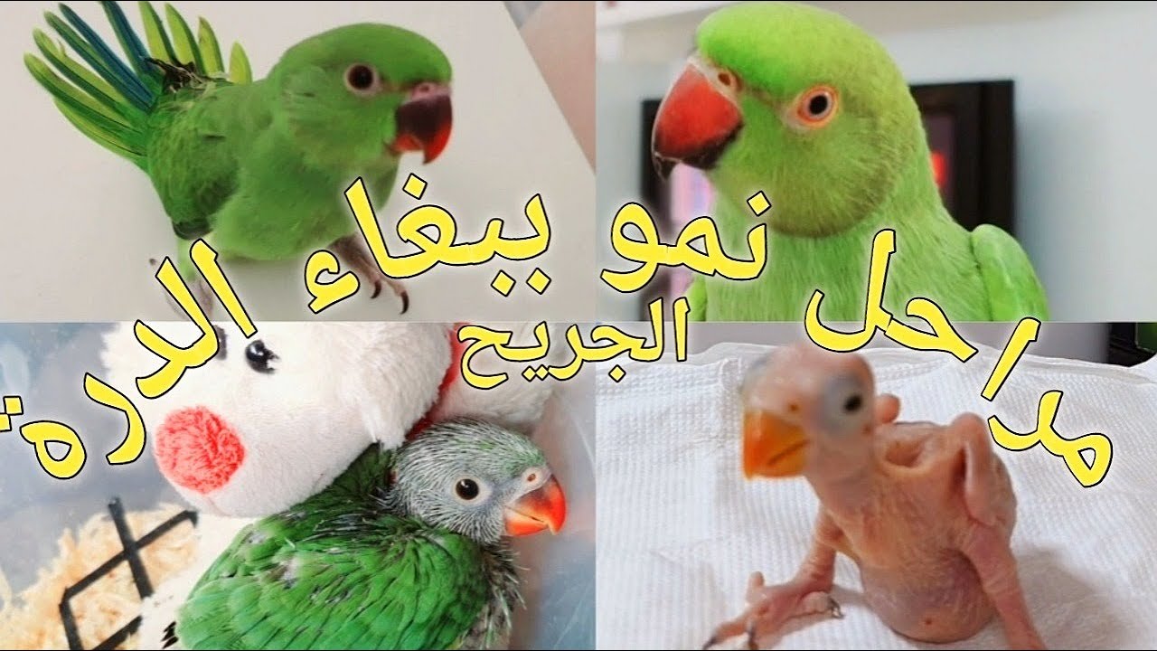 فيديو مؤثر جزء 2 انقاذ ببغاء الدرة | طريقة العنايه به | نوع طعامه   | parrot Durra voice Part 2