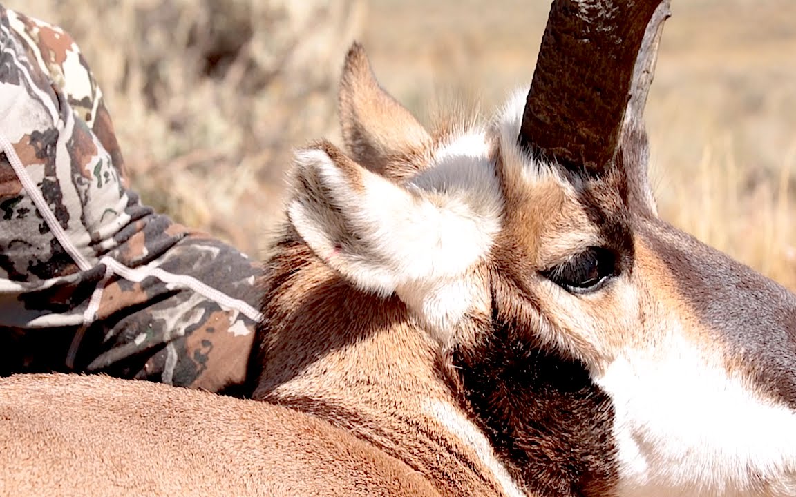 ANTELOPE HUNTING | A HUNT TO REMEMBER!