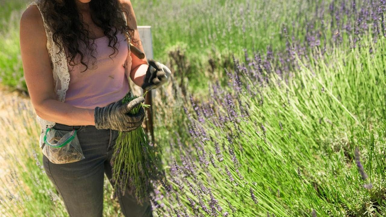 Lavineyard Farms: A Hidden Gem in Shasta County
