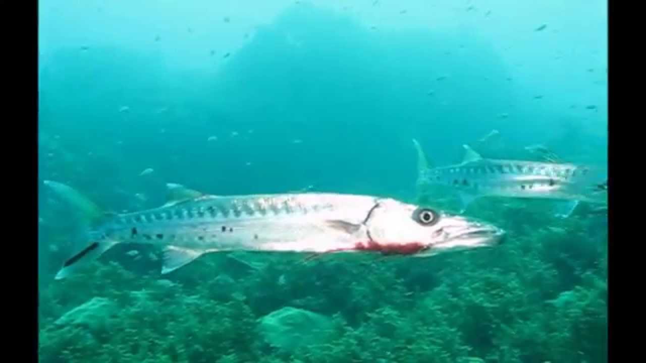 BARRACUDA ATTAQUE . Martinique. rvplatax