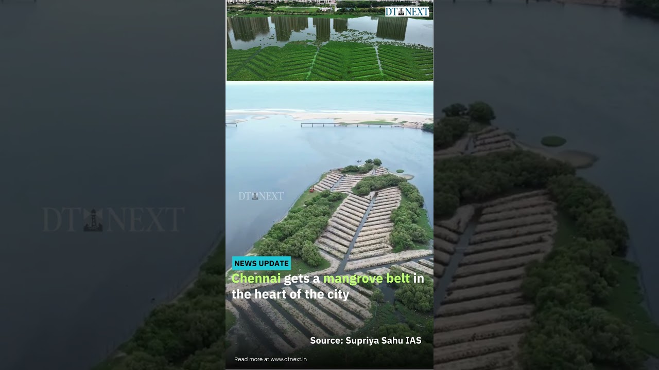 Chennai gets a mangrove belt in the heart of the city