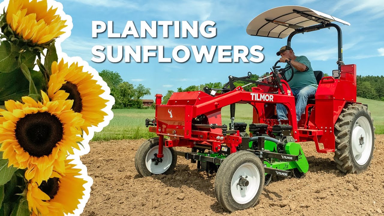 Planting Sunflowers With A Vacuum Planter | Ultimate Visibility With Mid Mount Tractor