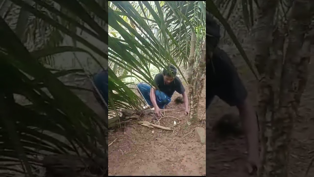 Menjerat dihutan malah dapat biawak yang besar