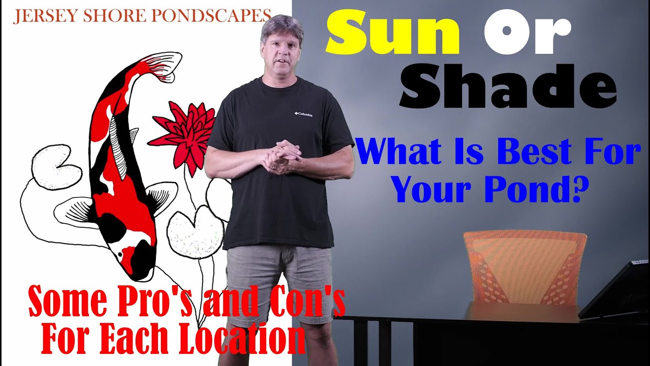 Should Your Garden Pond Be In The Sun Or Shade?