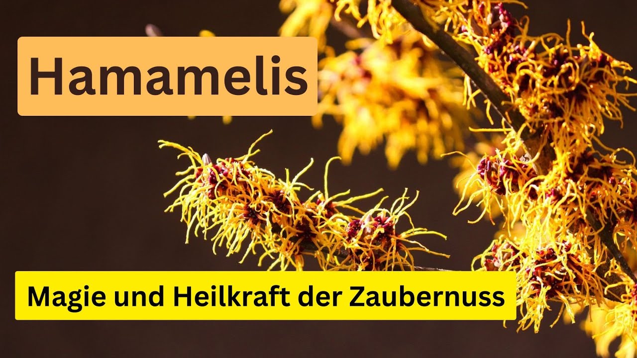 Magische Heilkräfte der Zaubernuss
