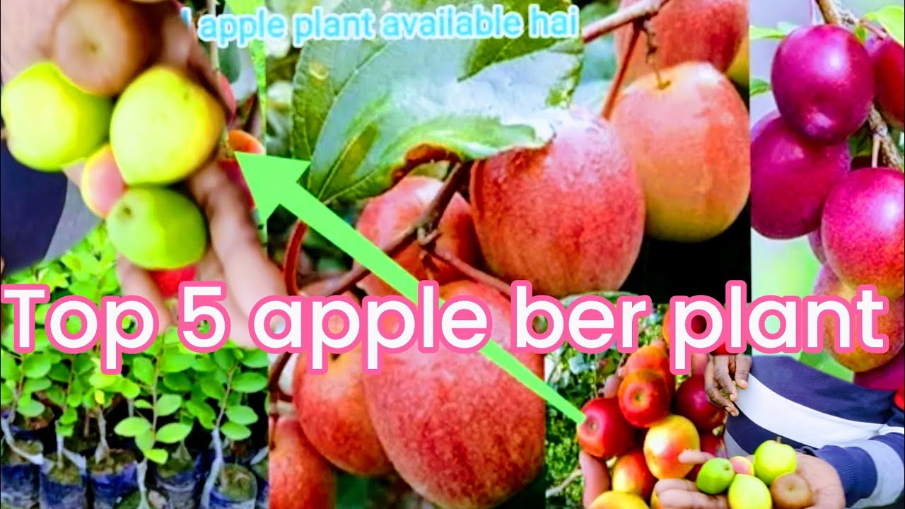 Top 5 apple ber plant ki varieties all Thailand fruit plant available all over India home delivery