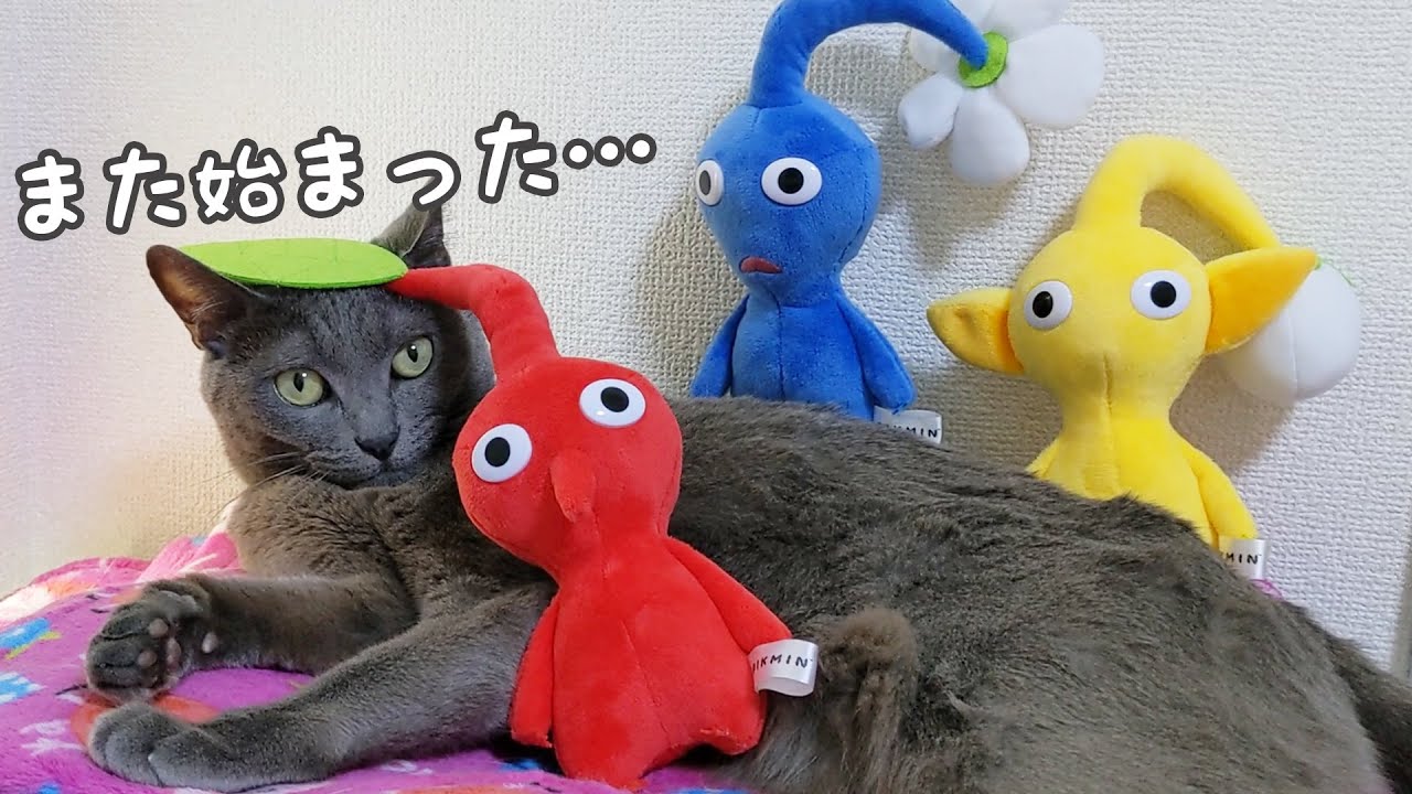 ママの遊びに付き合ってくれる優しい猫ハムちゃん