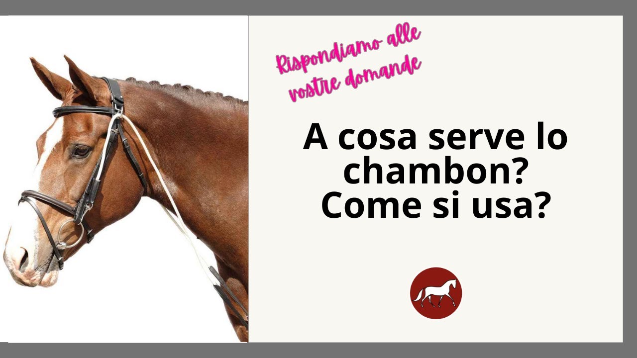 A cosa serve lo chambon? #dressageforjumping #equitazione