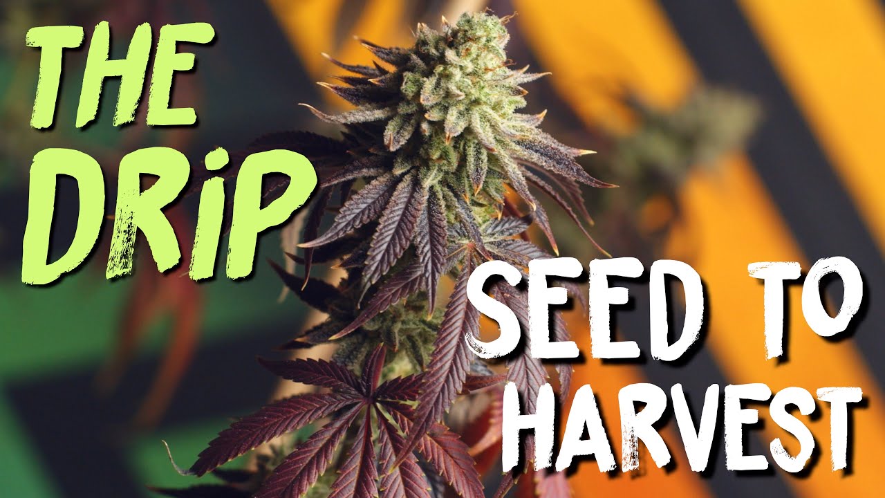 THE DRIP Seed to Harvest bred by Copy Cat Genetix | Spider Farmer SF2000 LED | Grow Journal Review