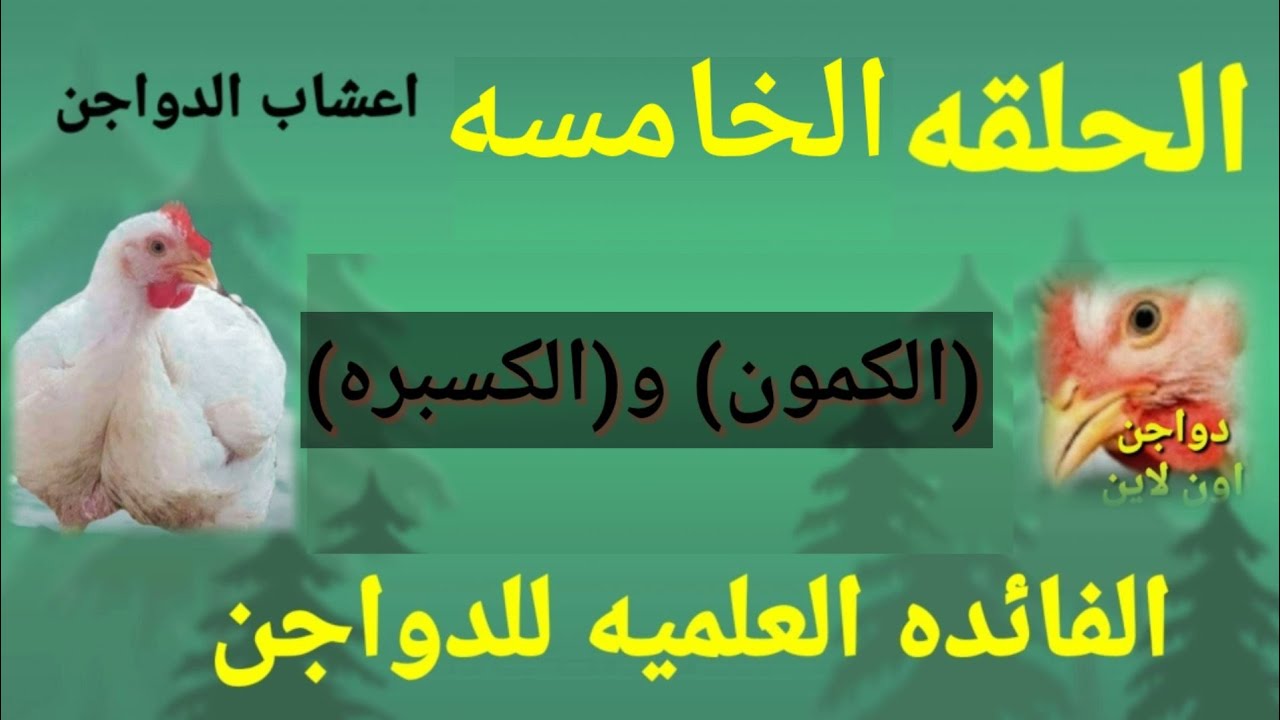 فوائد الكمون والكسبره للدواجن ونسبة في القضاء ع الكولاي في الفراخ
